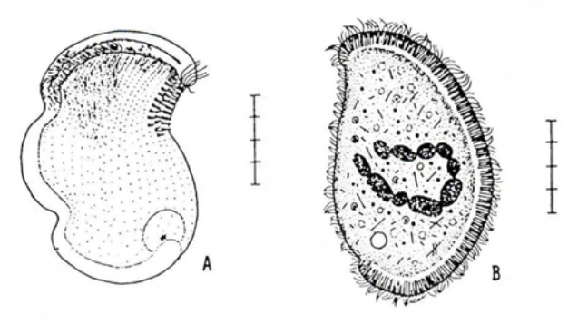 Figure 28