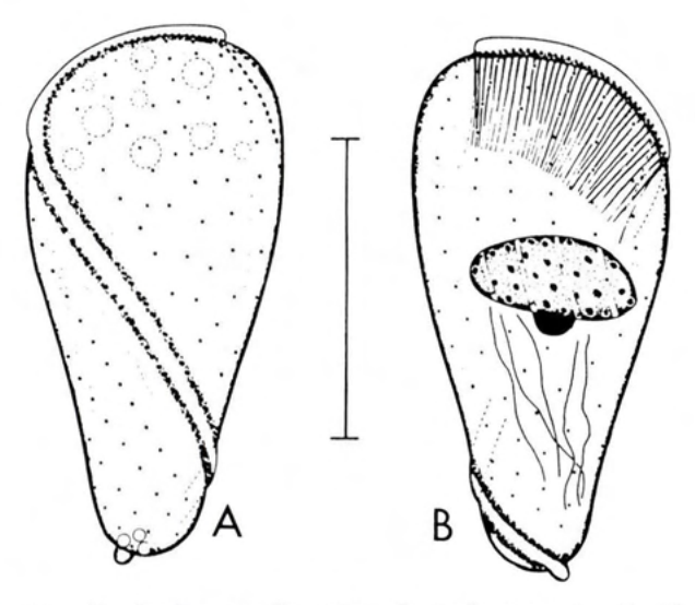 Figure 29