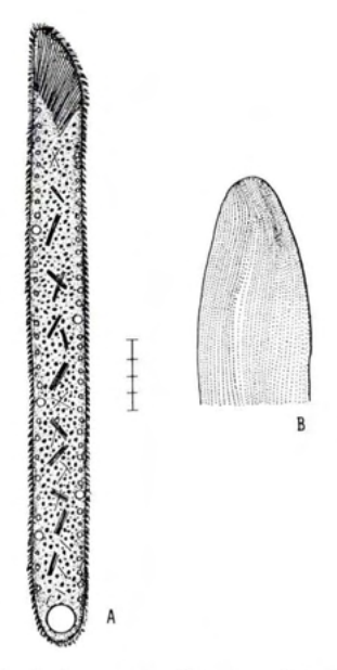 Figure 30