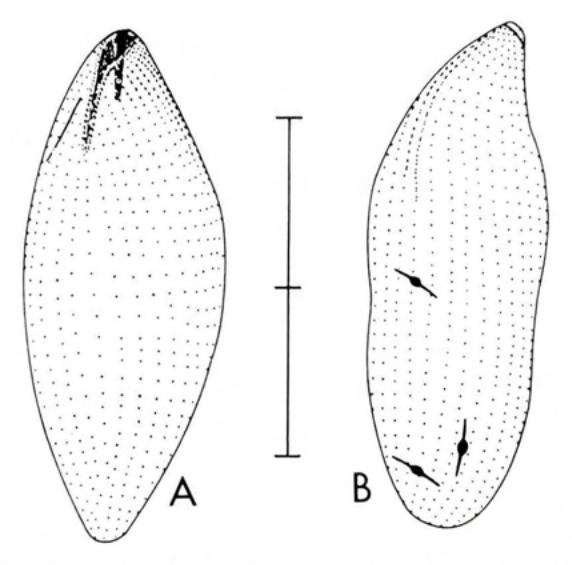 Figure 31