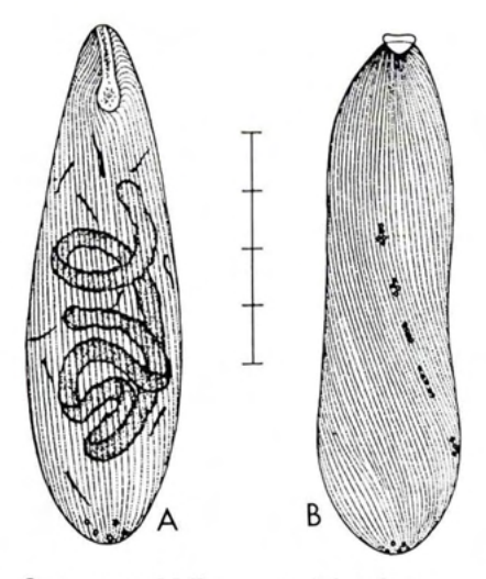 Figure 34
