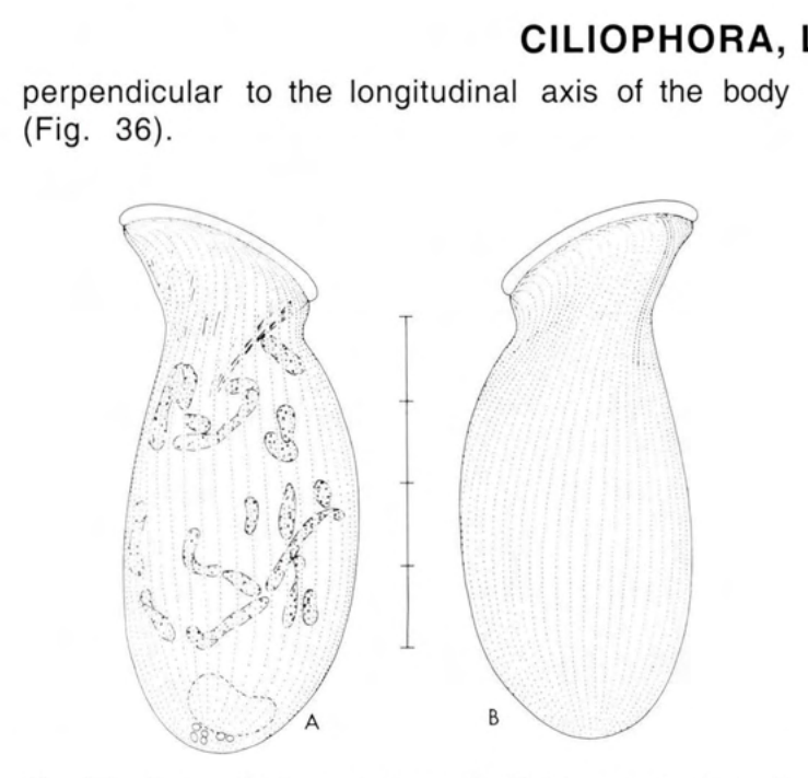 Figure 36