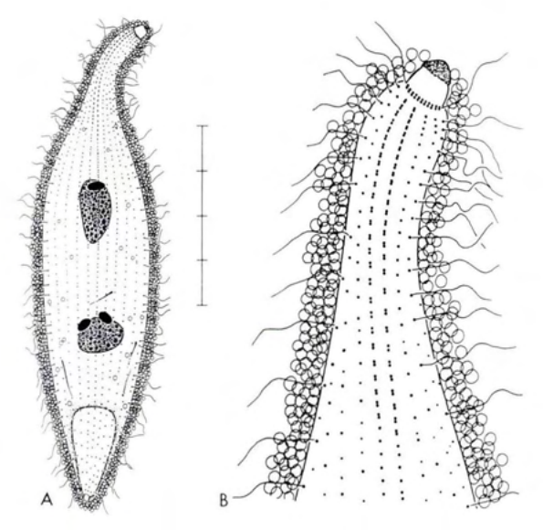 Figure 37