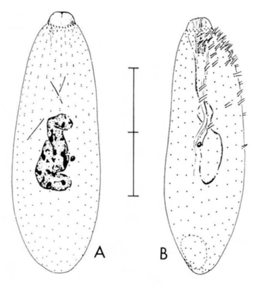 Figure 38