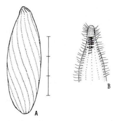Figure 39