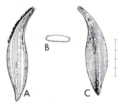 Figure 45