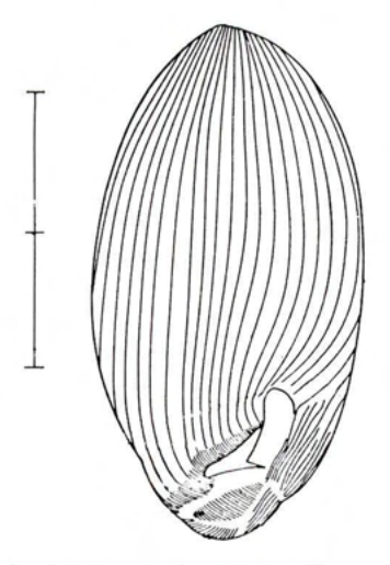 Figure 51