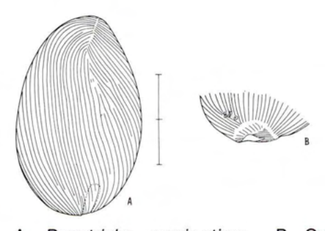Figure 52