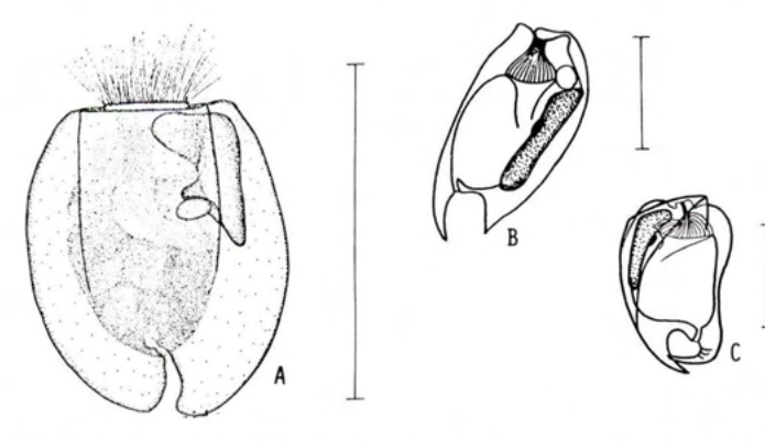 Figure 64