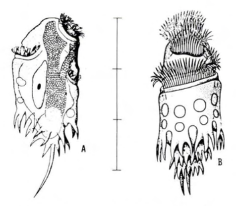 Figure 65