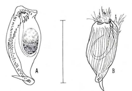 Figure 24
