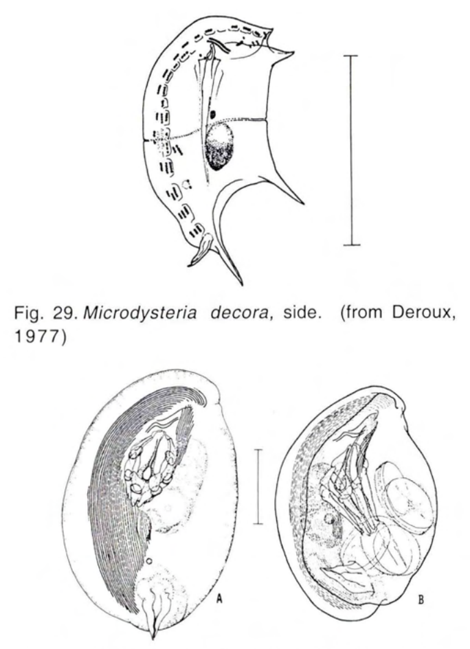 Figure 30