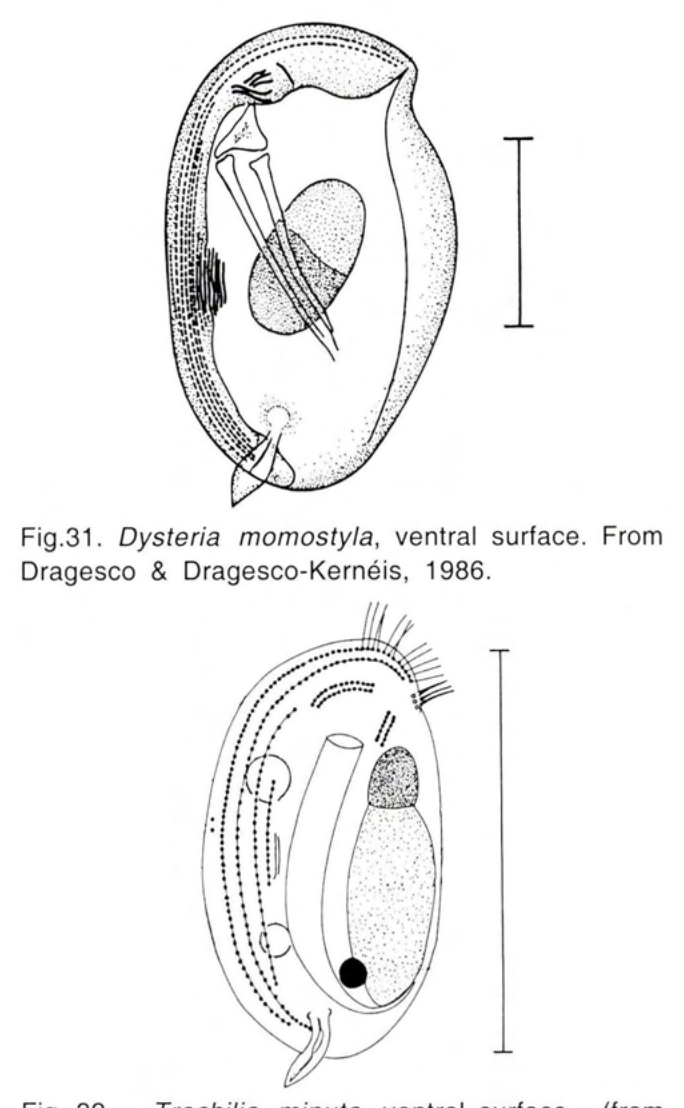 Figure 32