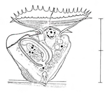 Figure 20