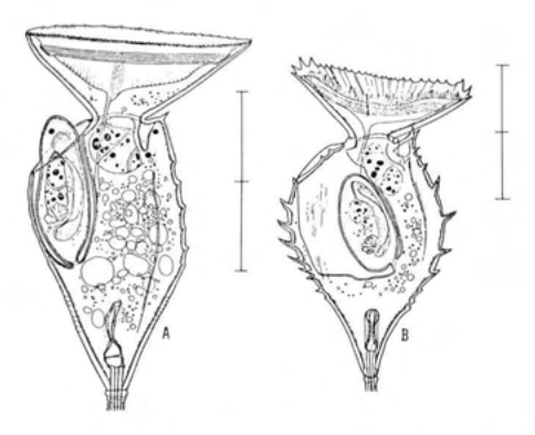 Figure 21