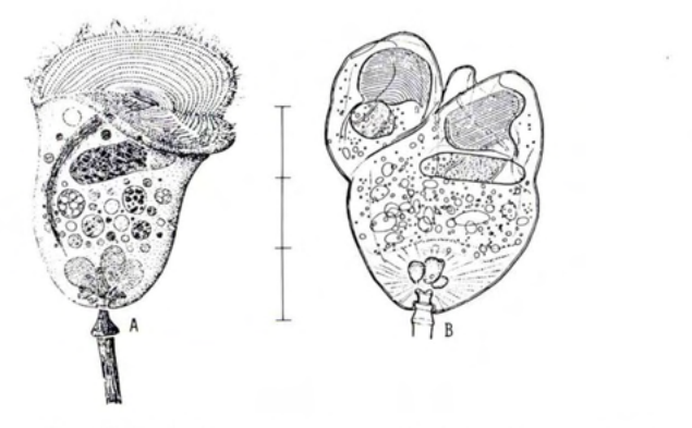 Figure 24