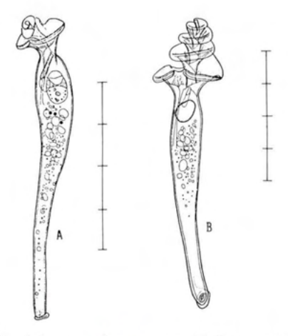 Figure 27