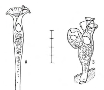 Figure 28