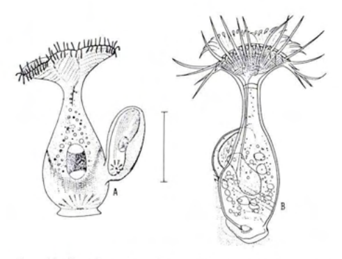 Figure 31