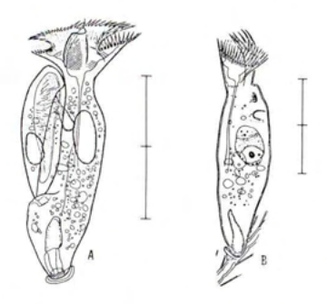 Figure 32