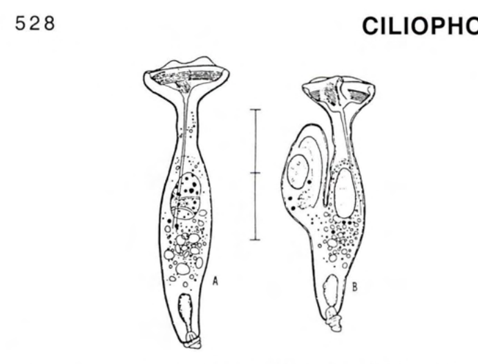 Figure 34