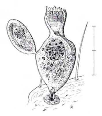 Figure 35