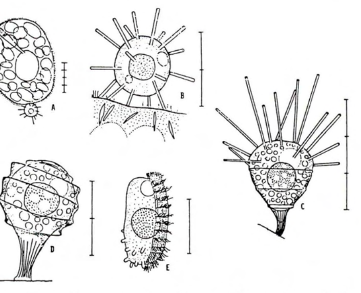 Figure 15
