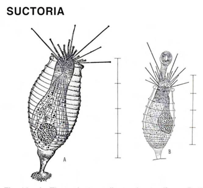 Figure 19