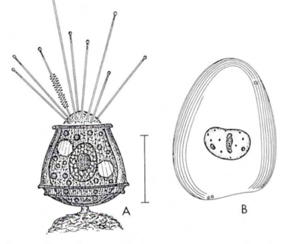 Figure 20