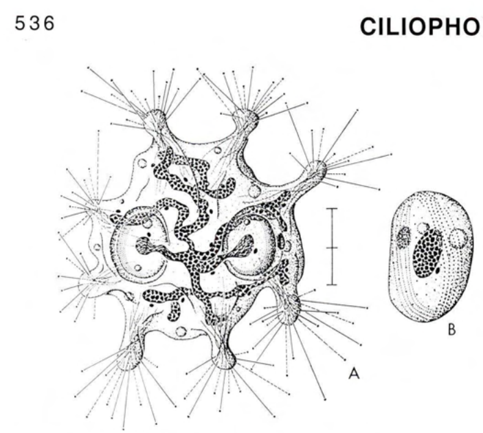 Figure 24