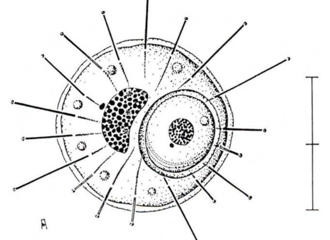 Figure 27