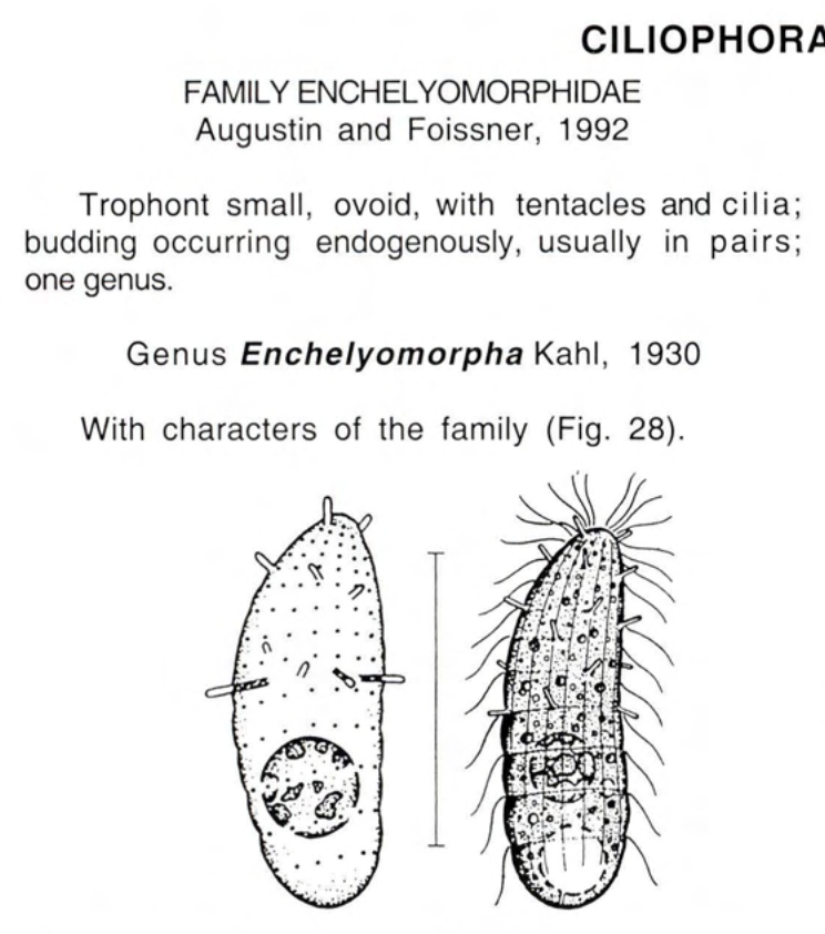 Figure 28