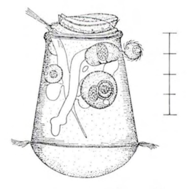 Figure 29