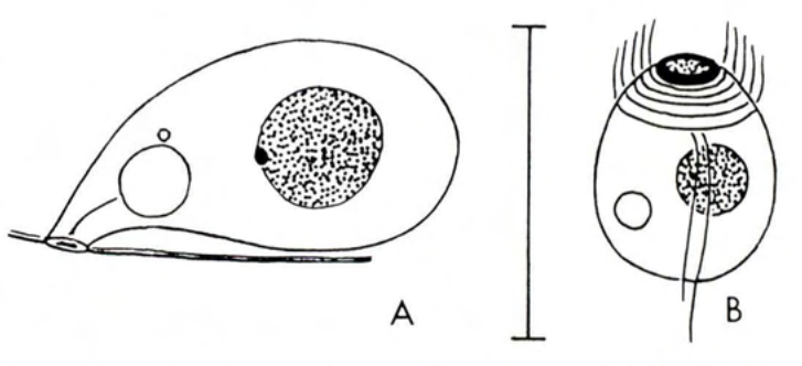 Figure 30