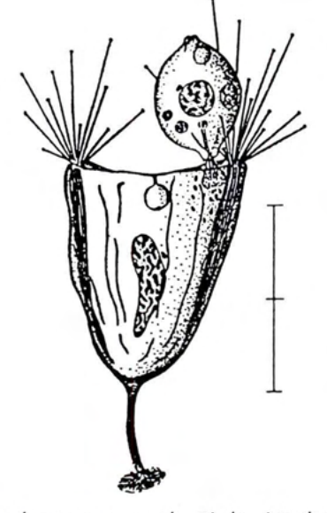Figure 31