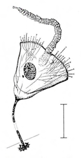 Figure 32