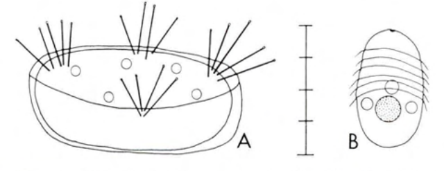 Figure 33