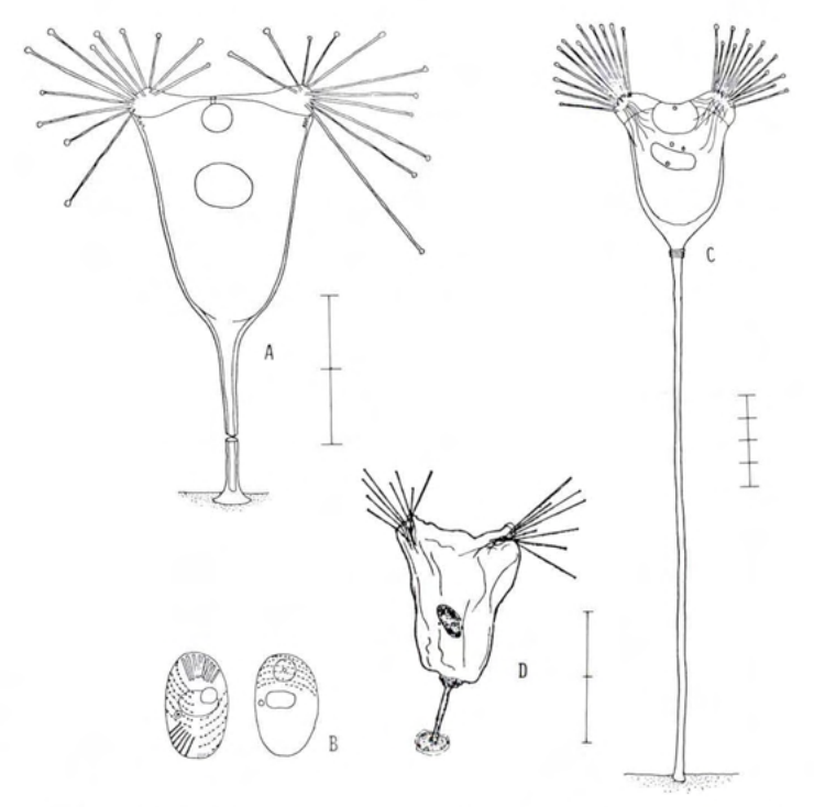 Figure 34