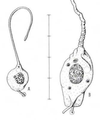 Figure 38