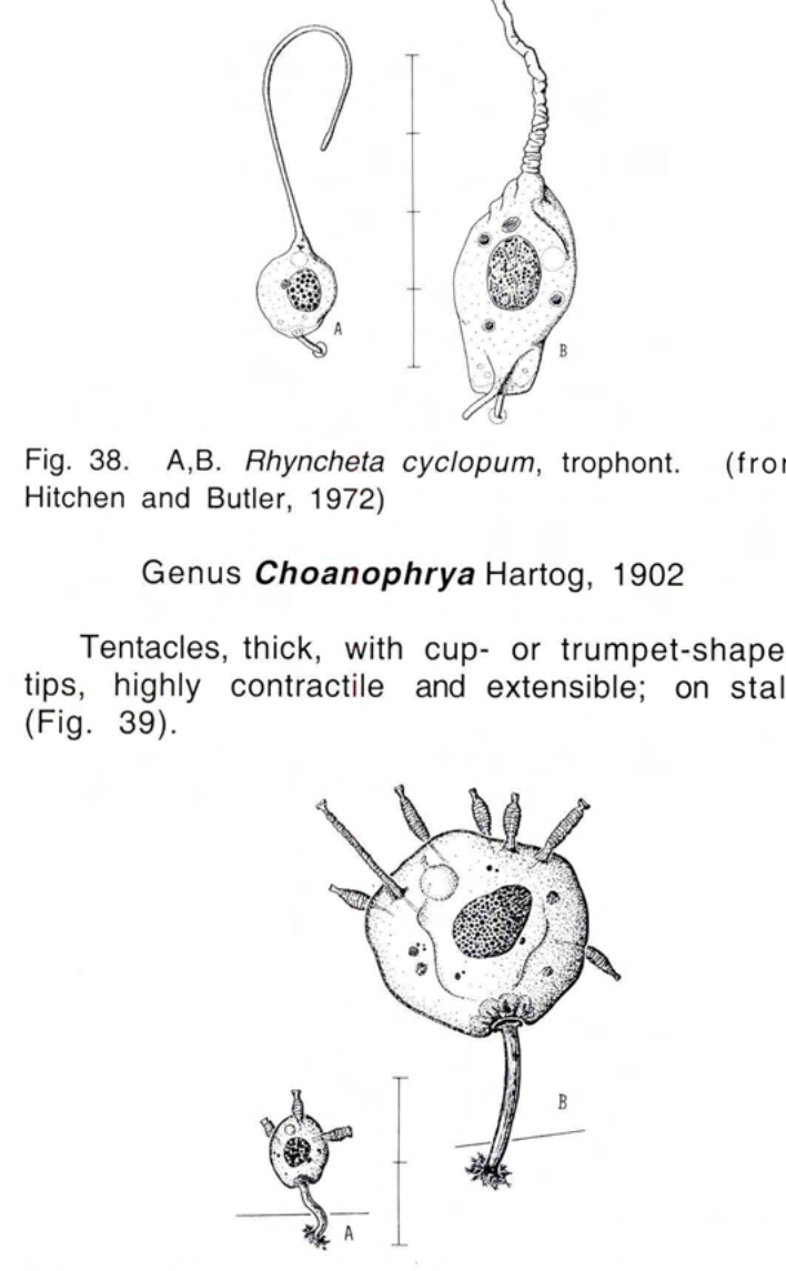 Figure 39