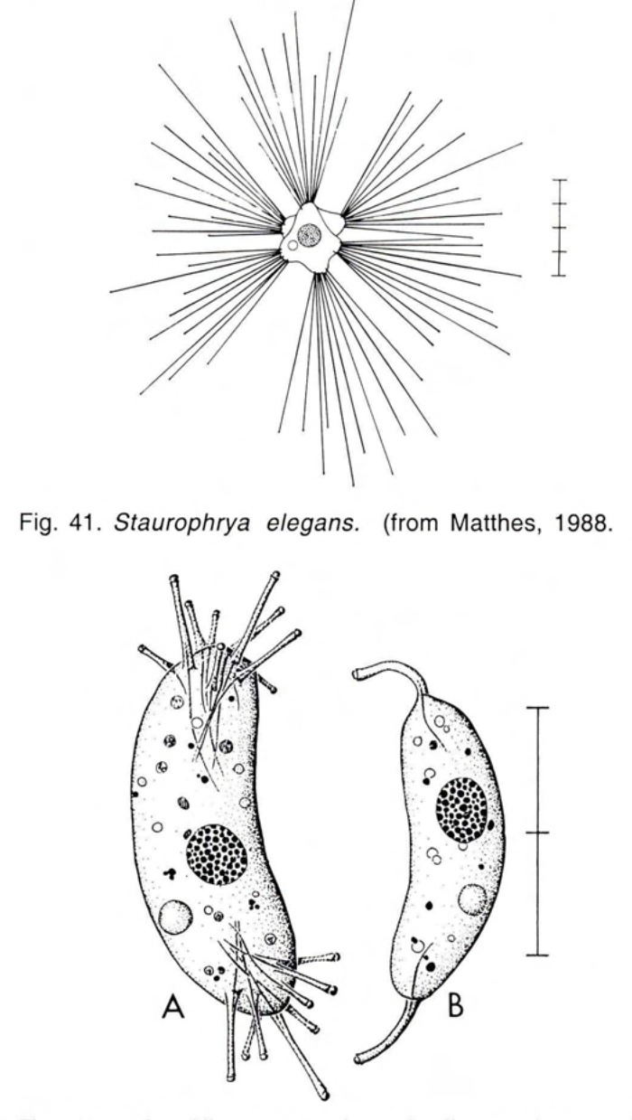 Figure 42