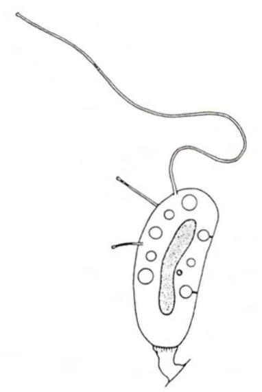 Figure 50