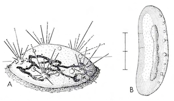 Figure 51