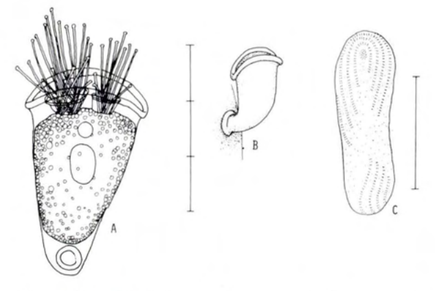 Figure 53