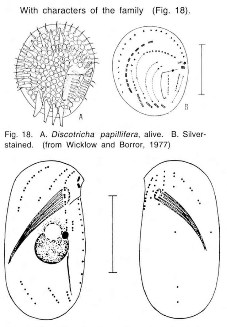 Figure 19