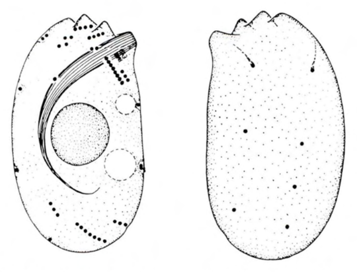 Figure 20