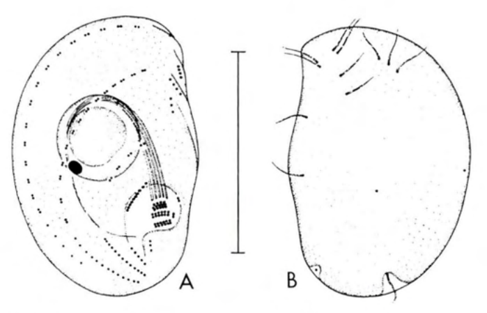 Figure 21