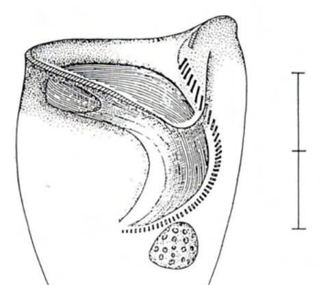 Figure 25