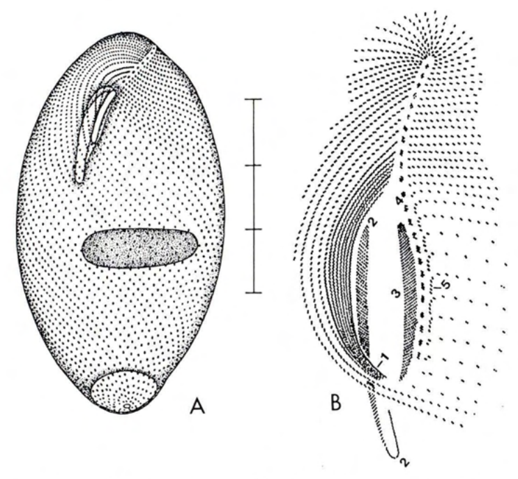 Figure 29
