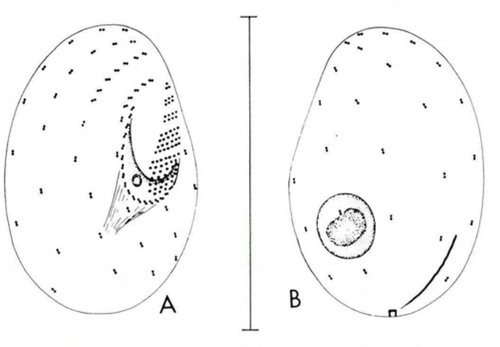 Figure 36